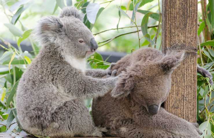 spostare habitat animali rischio estinzione