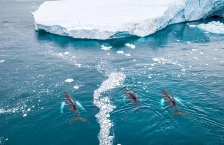 cambio ritmi migratori balene artico