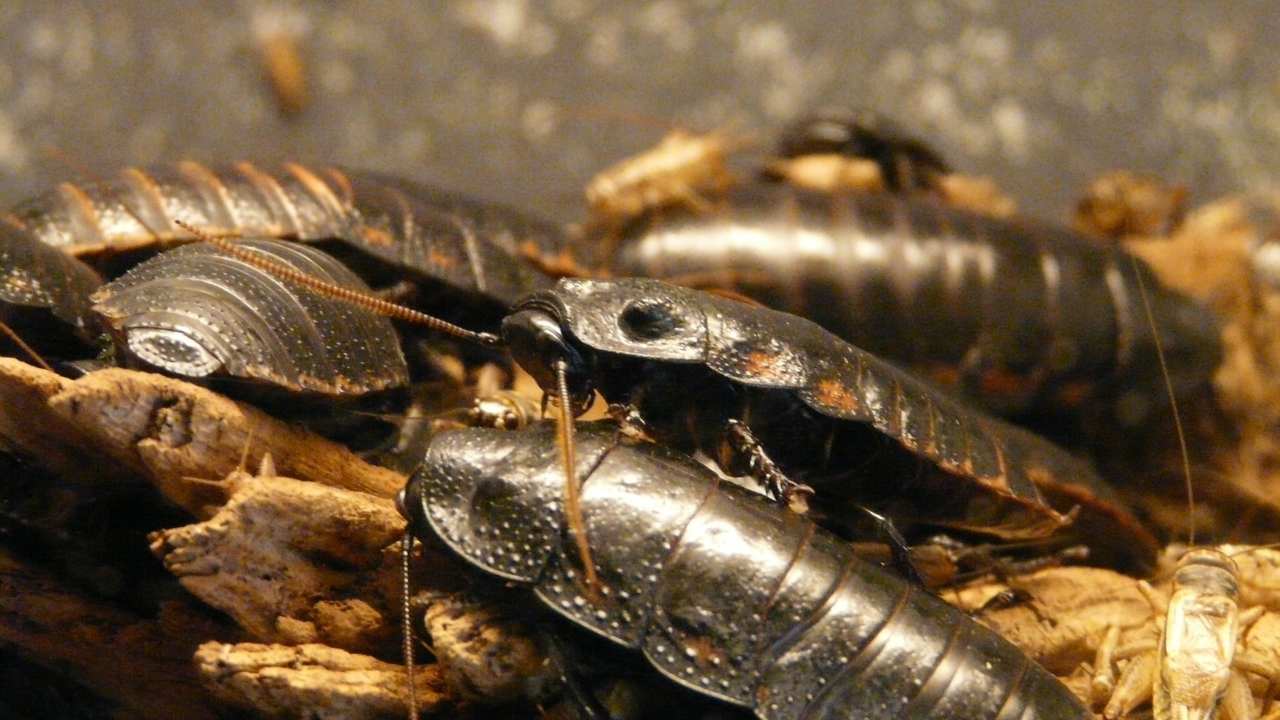 What diseases can cockroaches transmit to humans Archyworldys