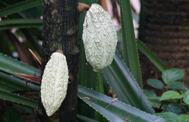 fertilizzante naturale per le piante: scopri la novità