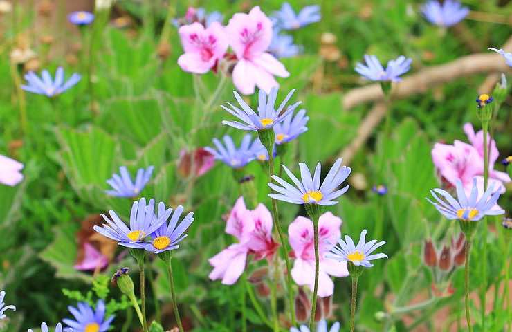 agatea fiori blu