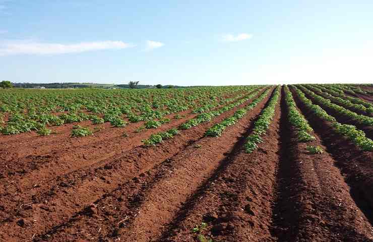 bando ismea terre agricole 7 marzo presentare domanda
