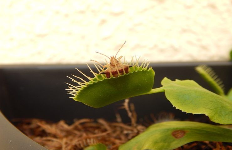 piante carnivore non è buona idea dar loro mangiare perchè