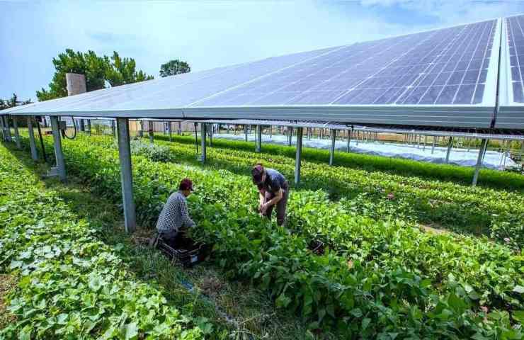 pannelli solari protezione colture risparmio