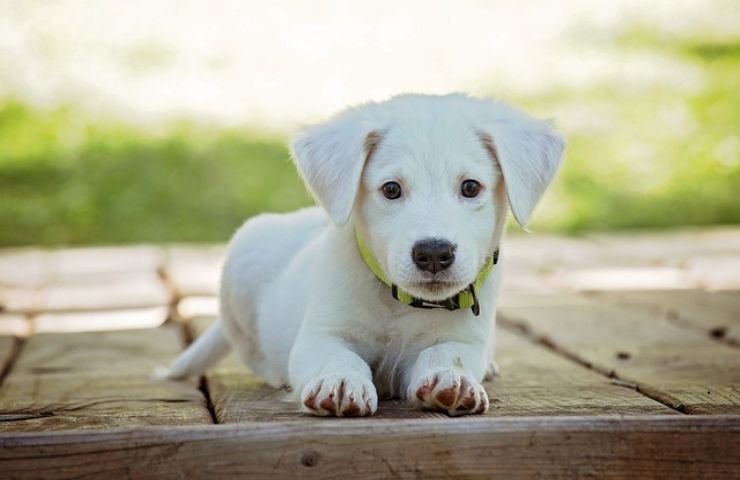 cani e processionaria: quali sono i campanelli d'allarme 