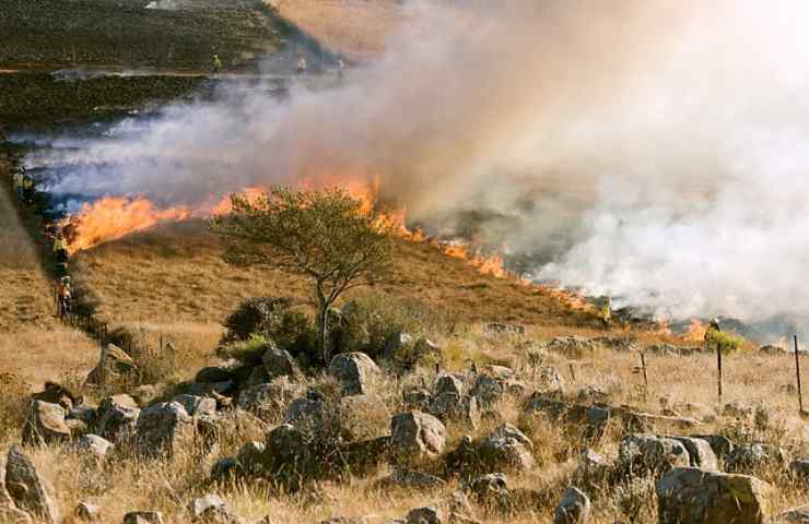 incendi boschivi: come affrontarli e gestirli 