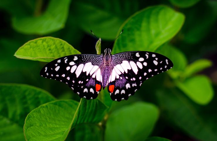 attirare farfalle giardino