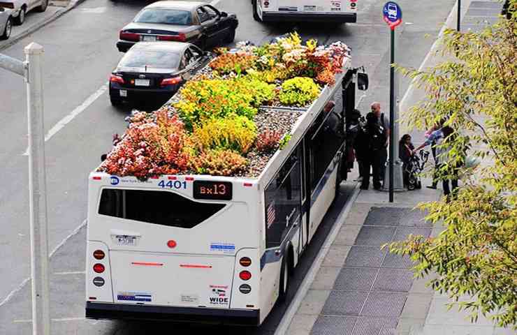 fiori bus urbani biodiversità funghi