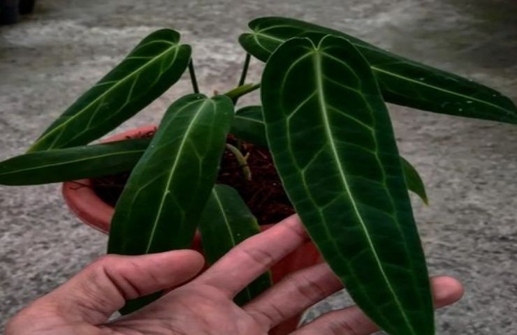 foglie anthuriumw aroqueanum