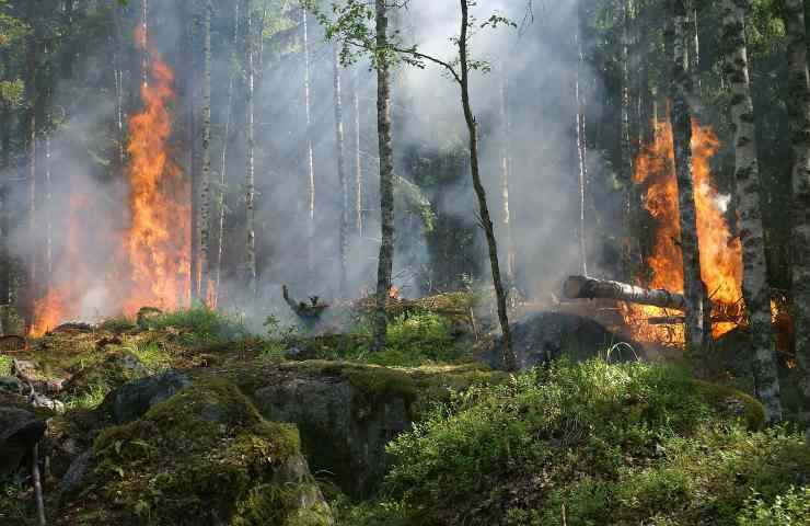 incendi boschivi: come comportarsi 