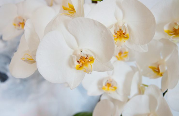 orchidea fiori bianchi