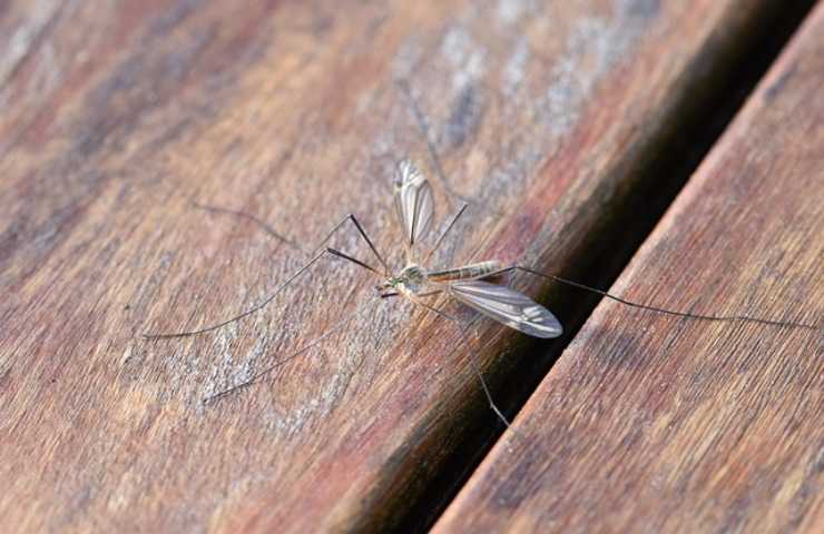 Mosquitos: Mátalos con trampa a un costo de 0
