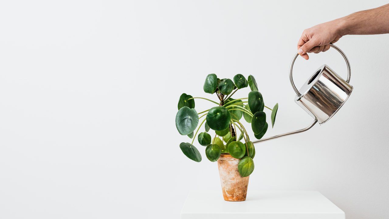 irrigatore a goccia realizzazione