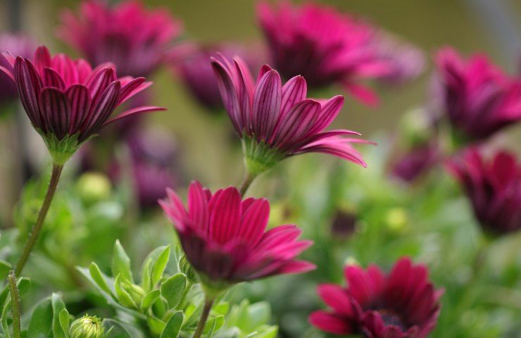 Giardino piante viola