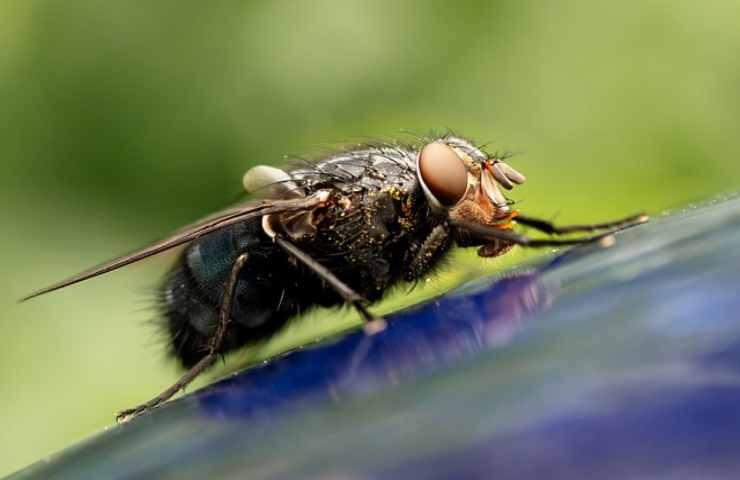 mosca insetto natura