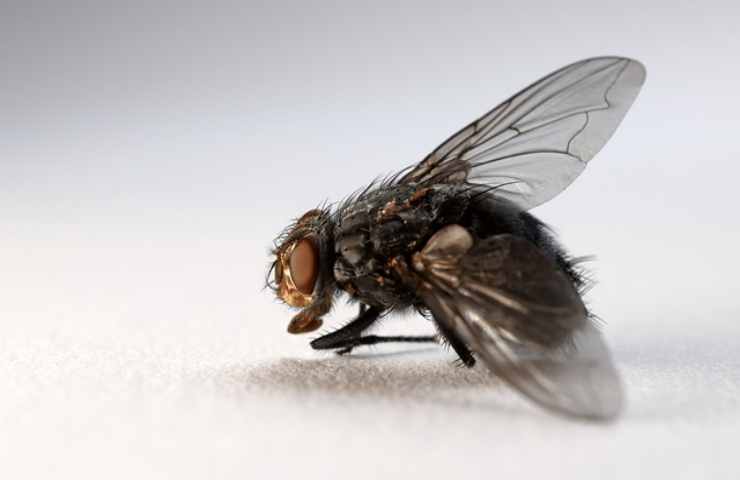 mosca ali insetto