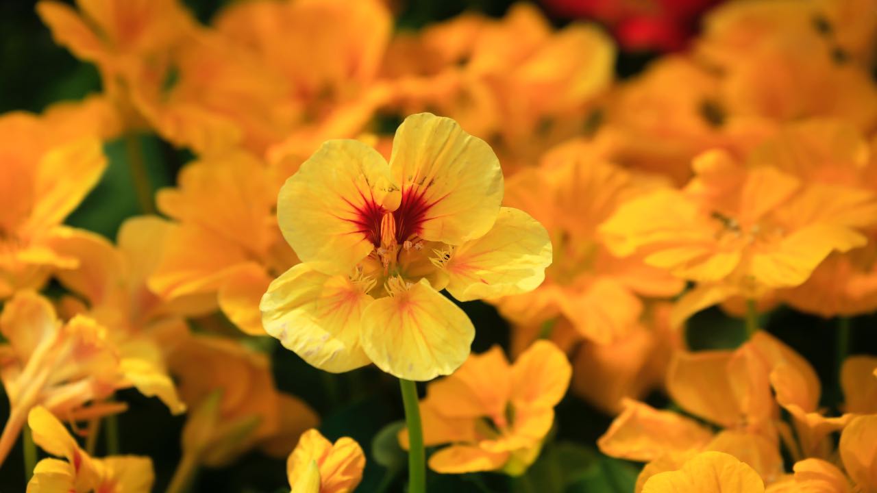 nasturzio pianta commestibile