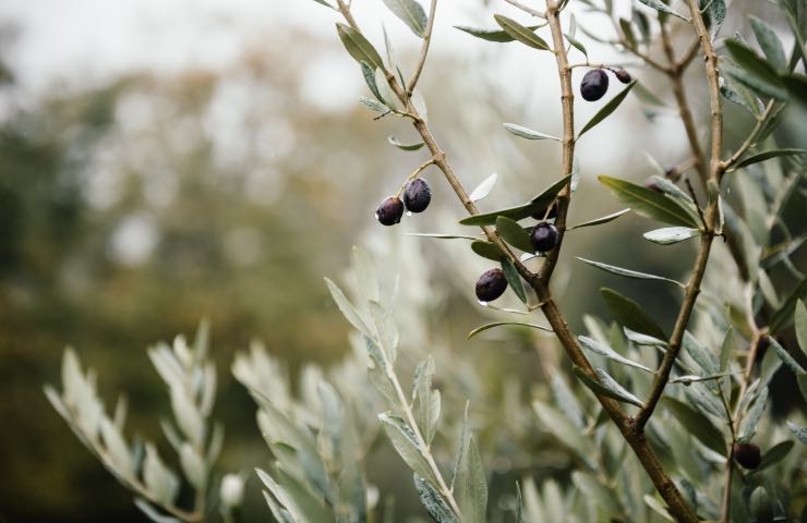 olivi metodo potatura