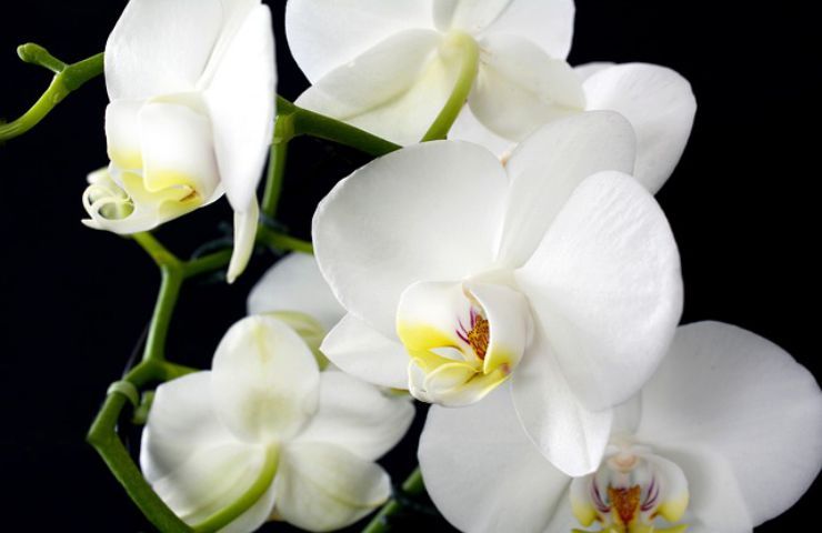orchidea bianca natura