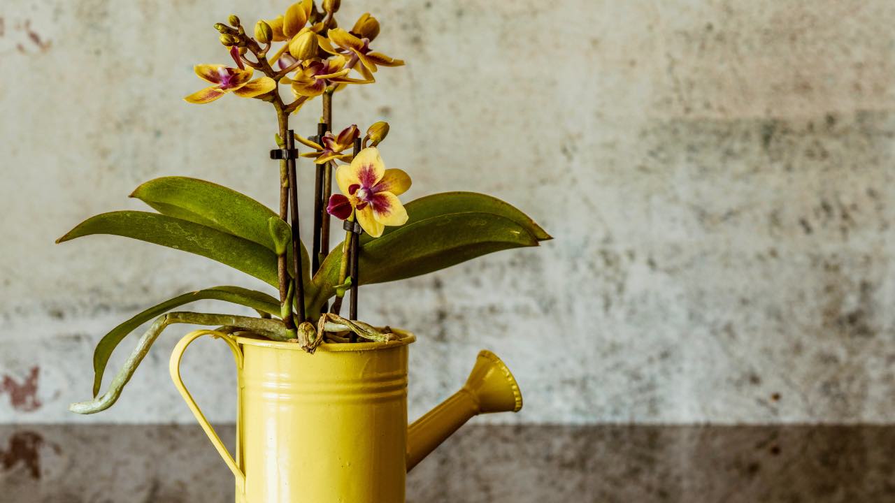 propagare orchidee con patate