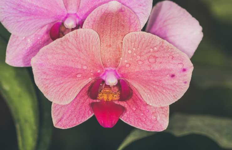 orchidee marce risoluzione