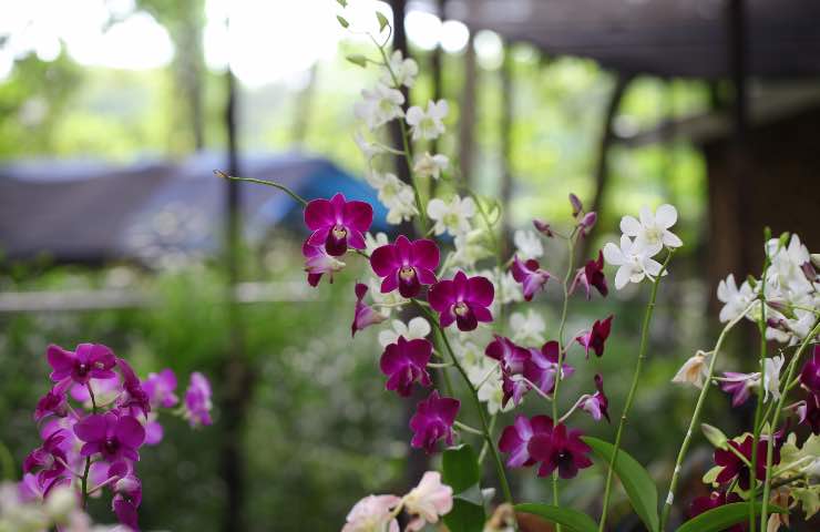 orchidee radici marce 
