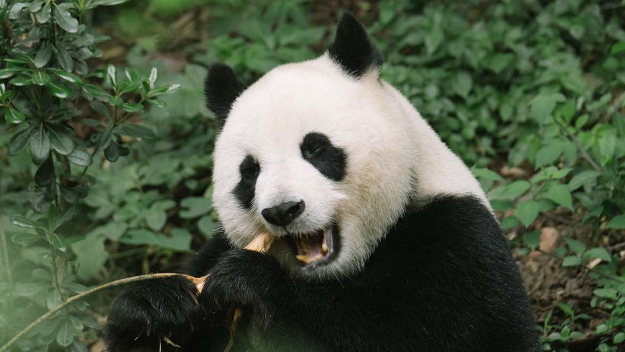 specie animali rischio