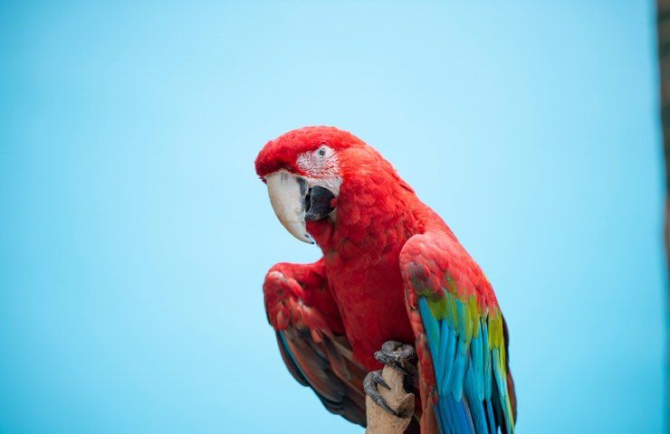 pappagallo comportamento