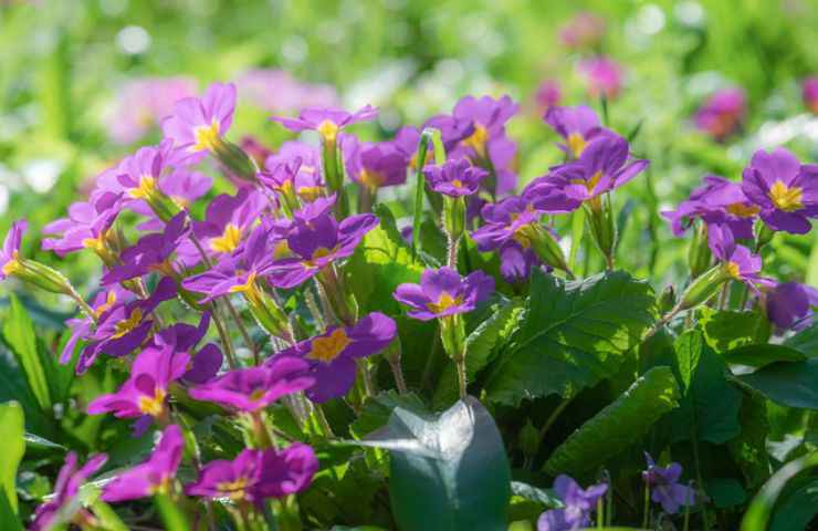 pianta primule viola