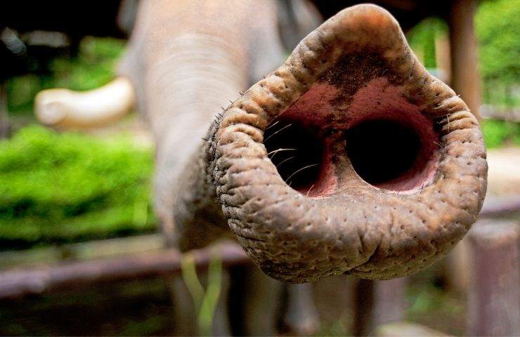 elefantessa gabbia zoo condizioni