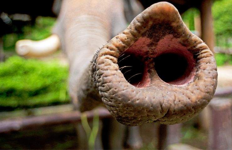  elefantessa gabbia zoo condizioni 