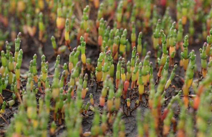 pianta salicornia benefici