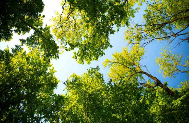 alberi mondo dati forestazione 