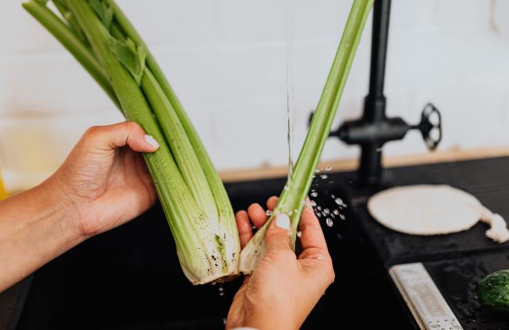 Sedano, perfetto per le insalate estive: guida alla coltivazione