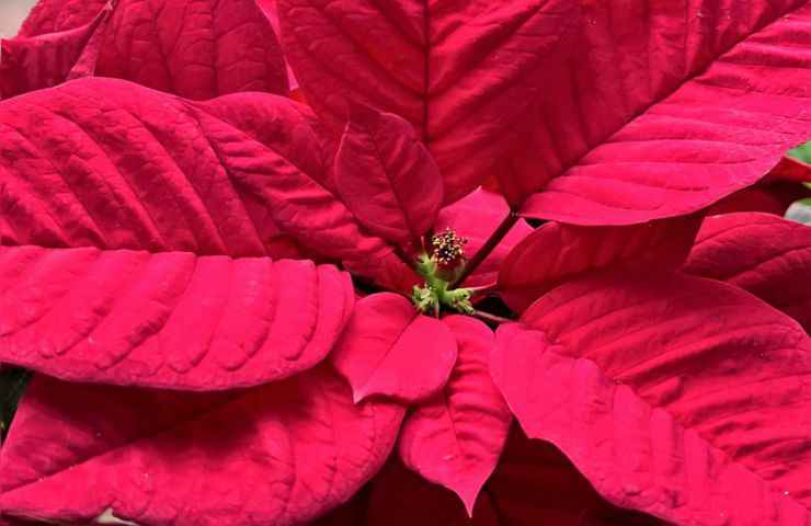 foglie stella natale