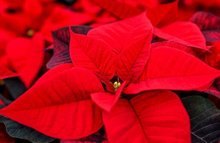 fiori stella natale