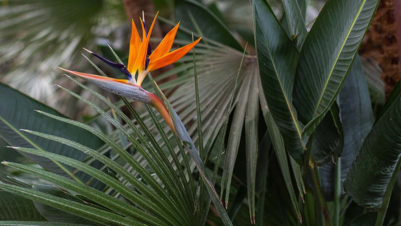 coltivare strelitzia metodo
