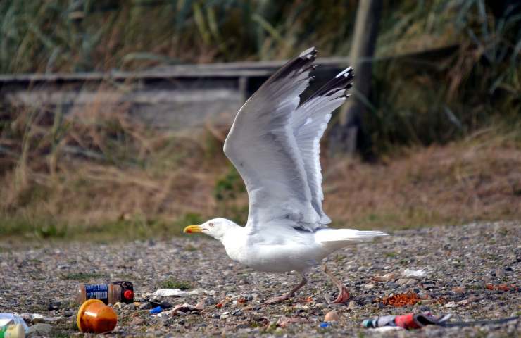 Plasticosi negli uccelli