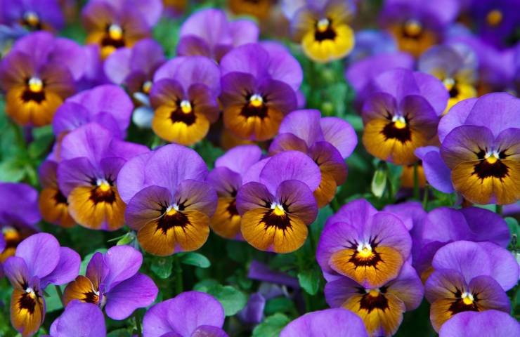 Piante fiorite viola