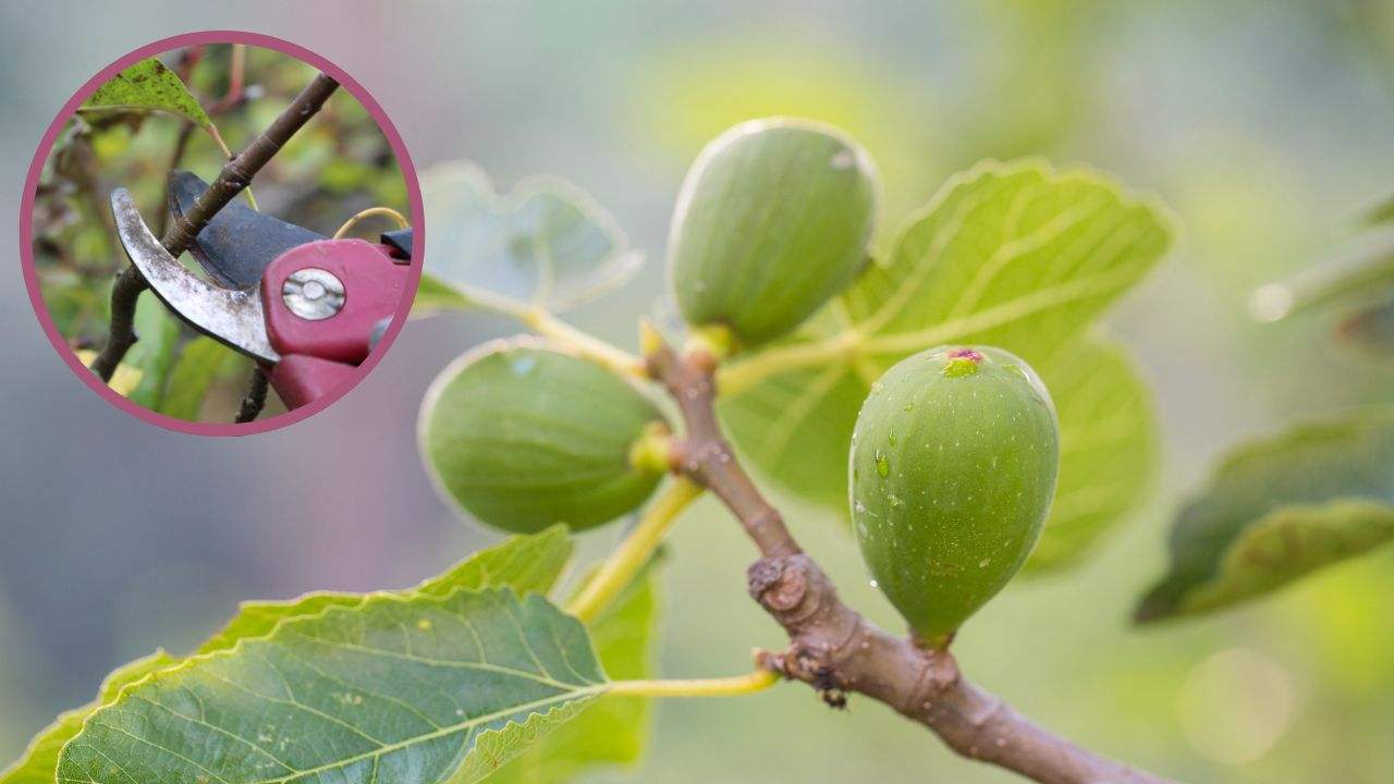 talea di fico come fare