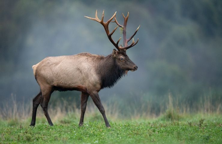 Alce ospedale mangia pianta 