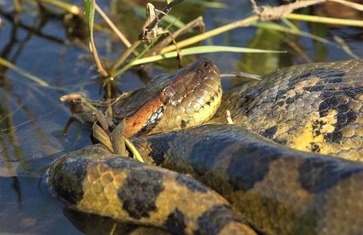 Anaconda serpente grande