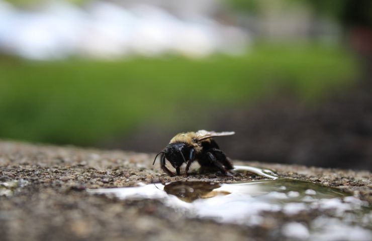 salvezza api zucchero giardino