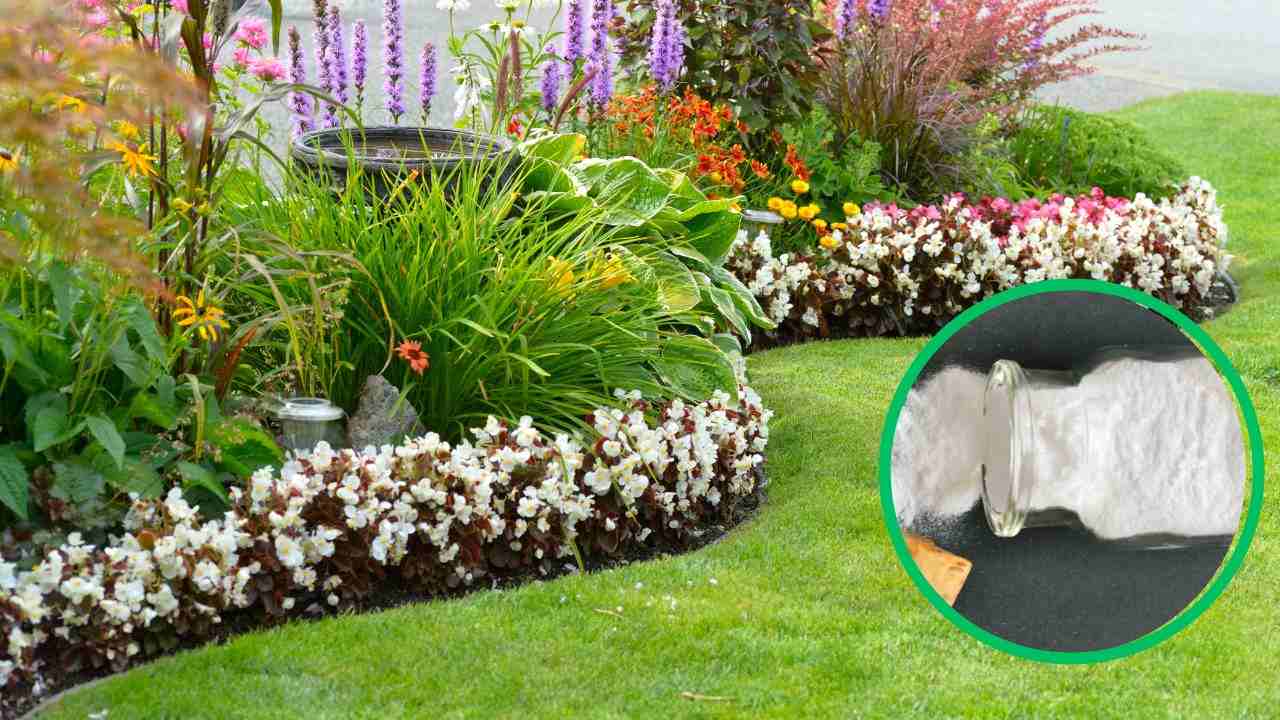 Bicarbonato sulle piante