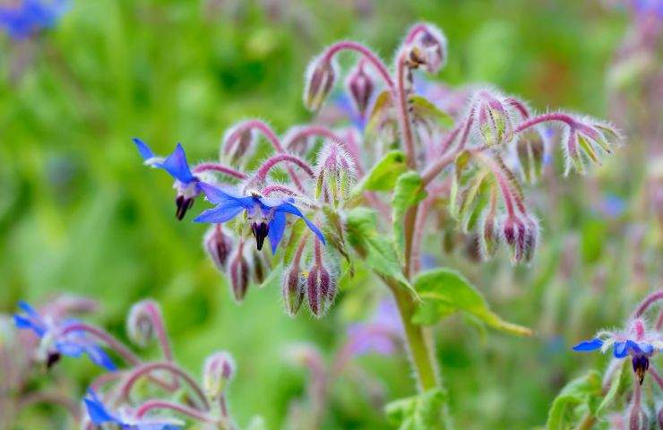 Borragine fiore commestibile usi 