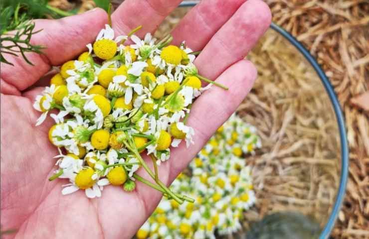 Erbe officinali contro dolore mestruale