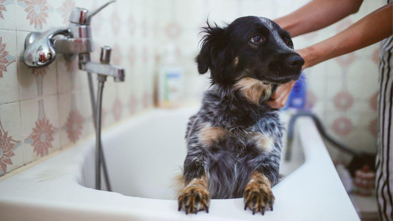 lavare cani bicarbonato