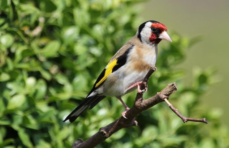 Cardellino e verdone