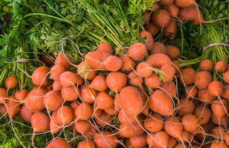 forme colori carote