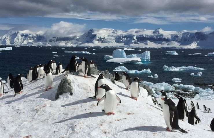 estinzione pinguini Antartide